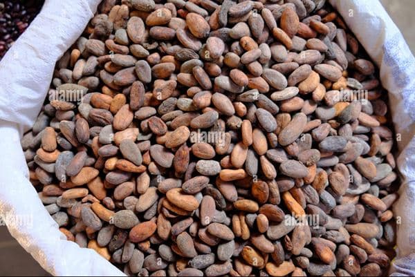 Cacao